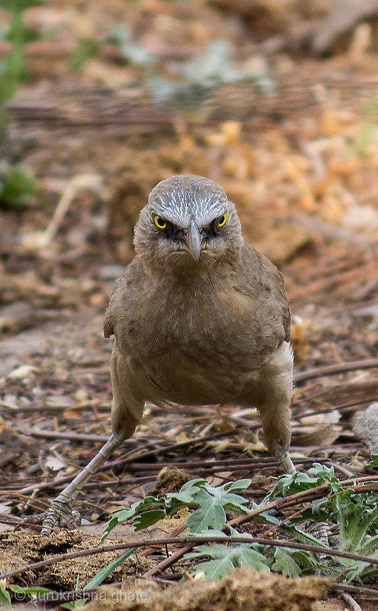 Large Gray Babbler  Large Grey Babbler,Turdoides malcolmi