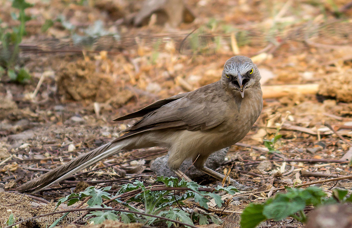 Large Grey Babbler  Large Grey Babbler,Turdoides malcolmi