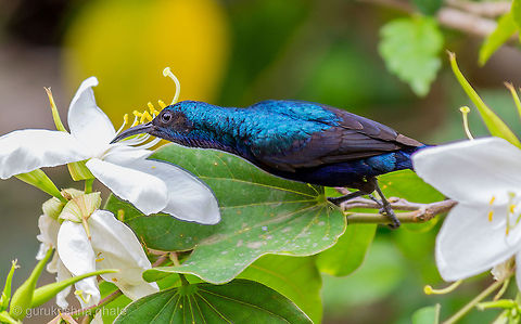 Purple Sunbird  Cinnyris asiaticus,Purple Sunbird
