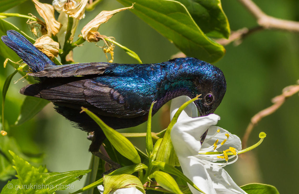 Purple Sunbird  Cinnyris asiaticus,Purple Sunbird