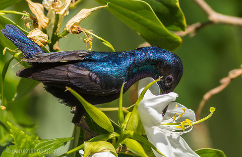 Purple Sunbird  Cinnyris asiaticus,Purple Sunbird