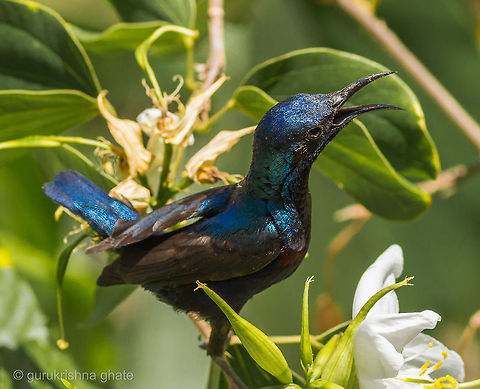Purple Sunbird  Cinnyris asiaticus,Purple Sunbird