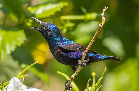 Purple Sunbird  Cinnyris asiaticus,Geotagged,India,Purple Sunbird