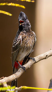 Red-vented Bulbul  Geotagged,India,Pycnonotus cafer,Red-vented Bulbul,Spring