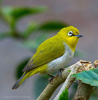 Oriental White-eye  Geotagged,India,Oriental White-eye,Zosterops palpebrosus