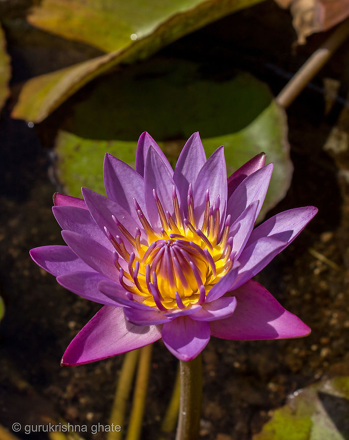 Red and blue water lily (Nymphaea nouchali)  Geotagged,India,Nymphaea nouchali,Winter