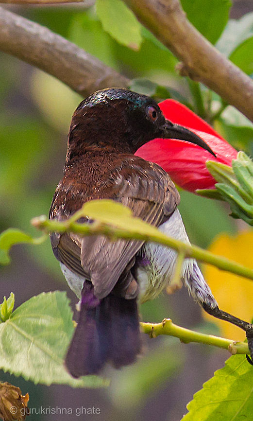 Purple Rumped Sunbird  Leptocoma zeylonica,Purple-rumped Sunbird
