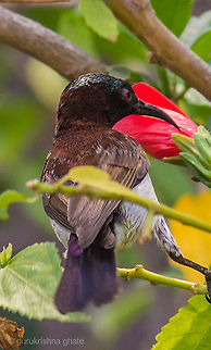 Purple Rumped Sunbird  Leptocoma zeylonica,Purple-rumped Sunbird