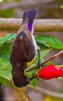 Purple Rumped Sunbird  Leptocoma zeylonica,Purple-rumped Sunbird