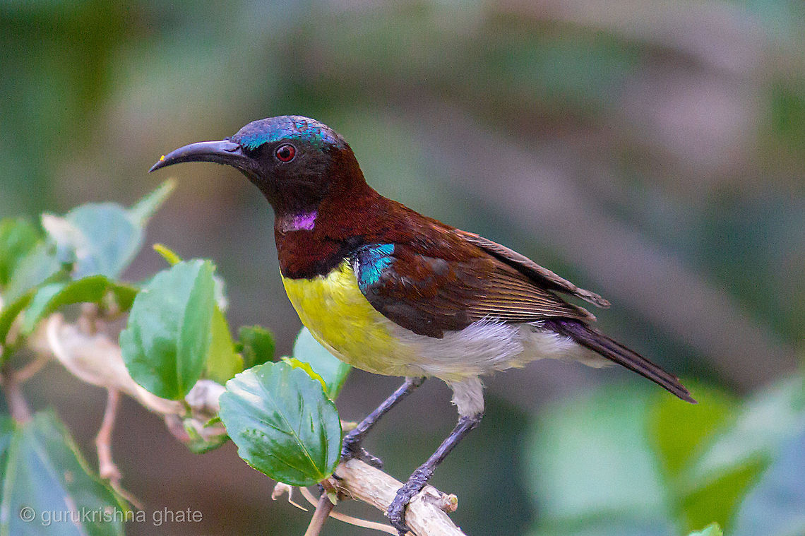 Purple Rumped Sunbird  Leptocoma zeylonica,Purple-rumped Sunbird