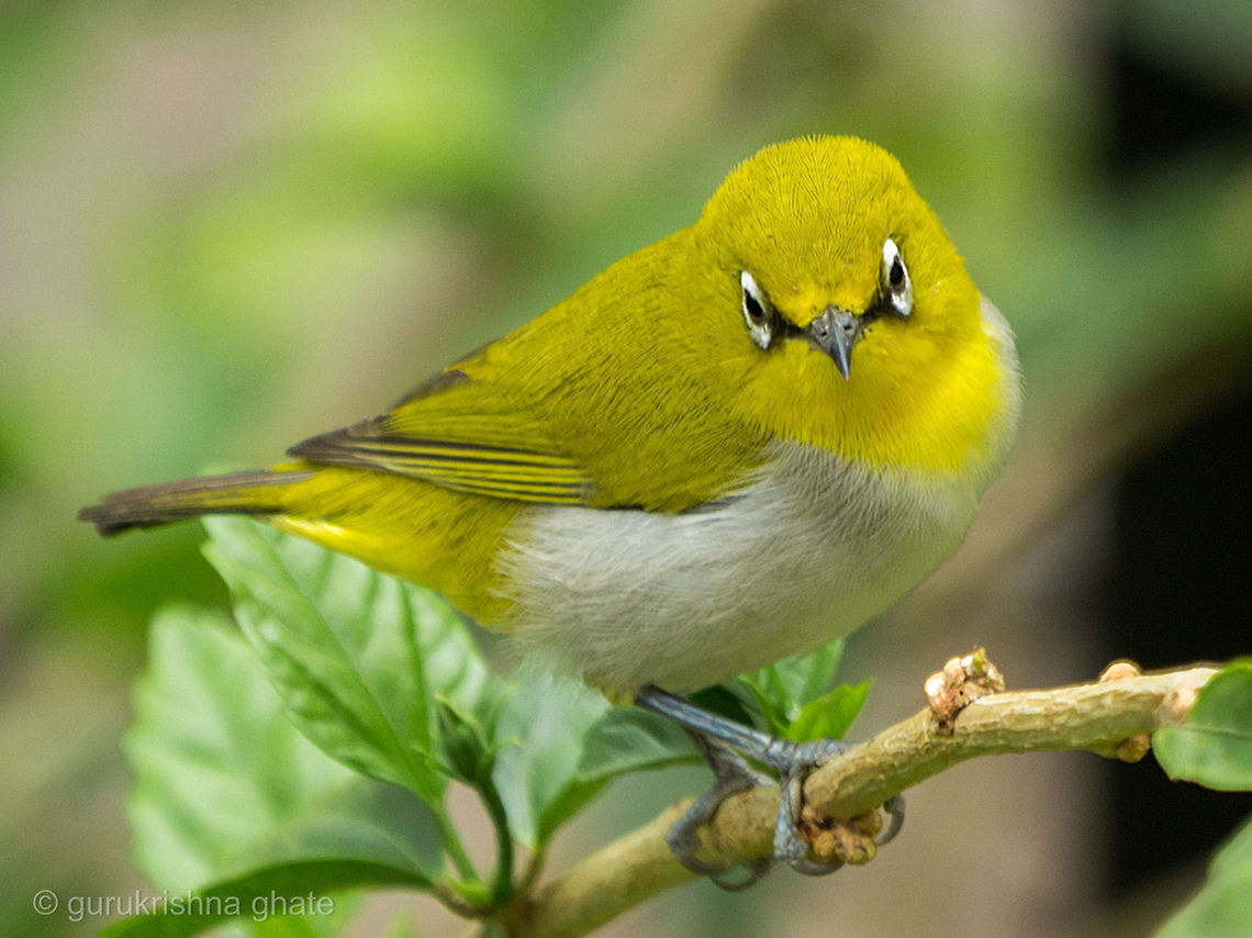 Oriental white eye  Oriental White-eye,Zosterops palpebrosus