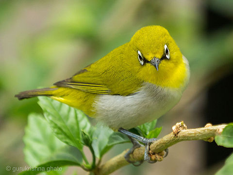 Oriental white eye  Oriental White-eye,Zosterops palpebrosus