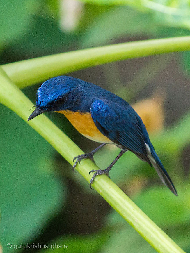 Tickells Blue Flycatcher  Cyornis tickelliae,Tickells Blue Flycatcher