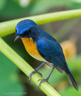 Tickells Blue Flycatcher  Cyornis tickelliae,Tickells Blue Flycatcher