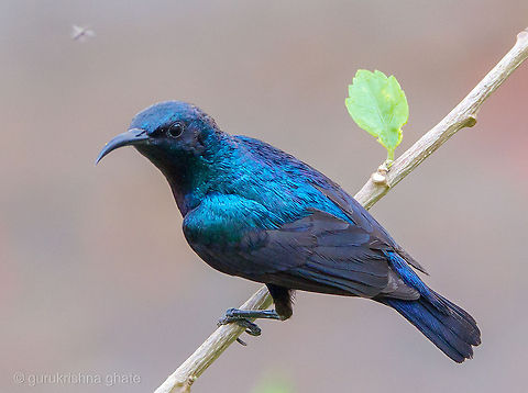 Purple Sunbird  Cinnyris asiaticus,Purple Sunbird