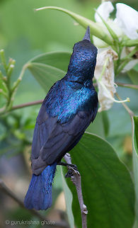 Purple Sunbird  Cinnyris asiaticus,Purple Sunbird