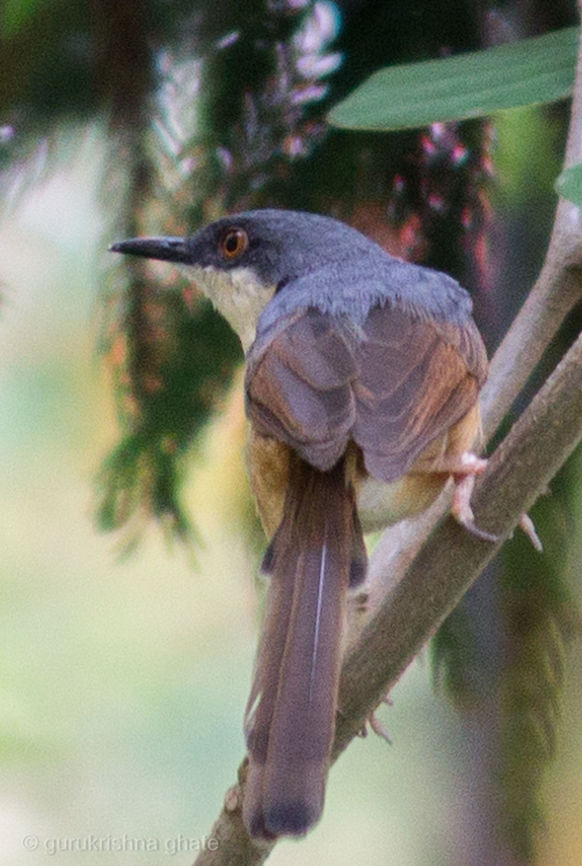 Ashy Prinia  Ashy Prinia,Prinia socialis