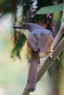 Ashy Prinia  Ashy Prinia,Prinia socialis