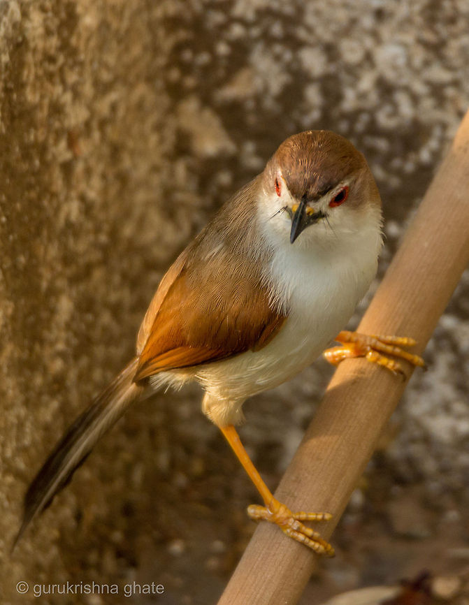 Yellow-eyed Babbler  Chrysomma sinense,Yellow-eyed Babbler