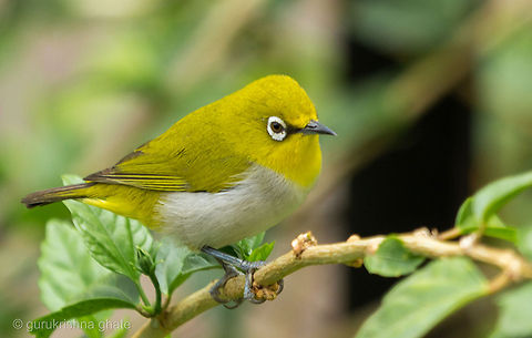 Oriental White-eye  Oriental White-eye,Zosterops palpebrosus