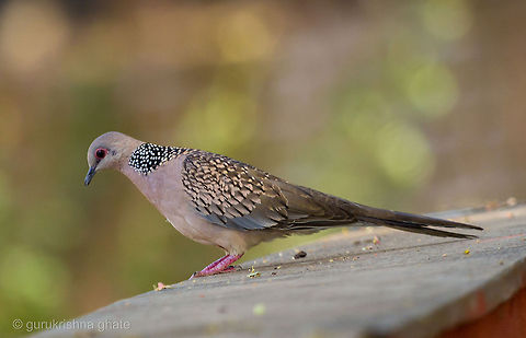 Spotted Dove  Spilopelia chinensis,Spotted Dove