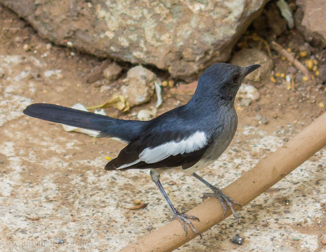 Oriental Magpie-Robin  Copsychus saularis,Indian Robin,Oriental Magpie-Robin,Saxicoloides fulicatus