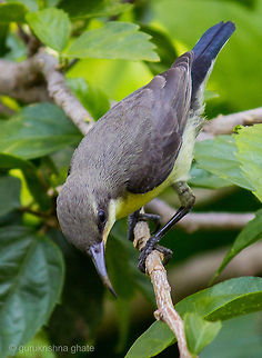 Purple Sunbird Female  Cinnyris asiaticus,Purple Sunbird