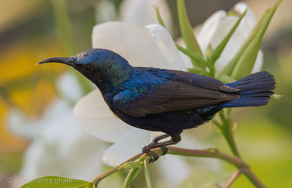Purple Sunbird  Cinnyris asiaticus,Purple Sunbird