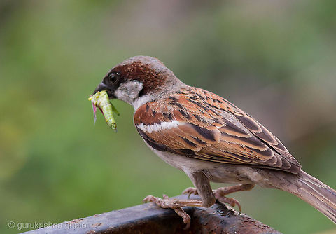 Indian House Sparrow  House Sparrow,Passer domesticus