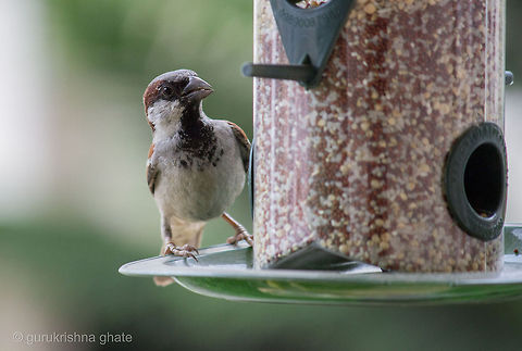 Indian House Sparrow  House Sparrow,Passer domesticus