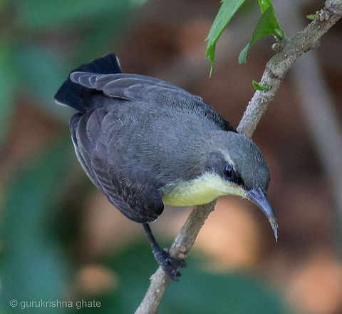 Purple Sunbird Female  Cinnyris asiaticus,Purple Sunbird