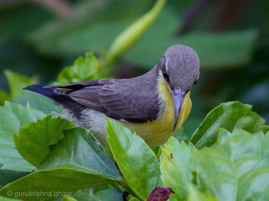 Purple Sunbird Female  Cinnyris asiaticus,Purple Sunbird