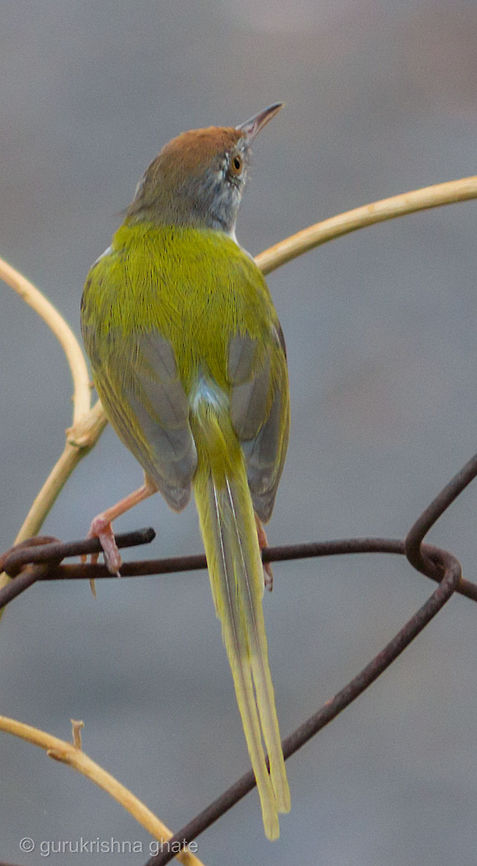 Common Tailorbird  Common Tailorbird,Orthotomus sutorius