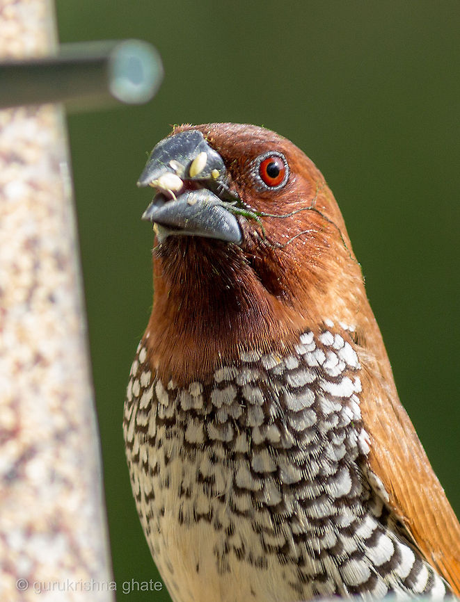 Scaly-breasted Munia  Lonchura punctulata,Scaly-breasted Munia