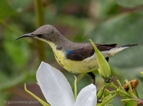 Purple Sunbird Female  Cinnyris asiaticus,Purple Sunbird
