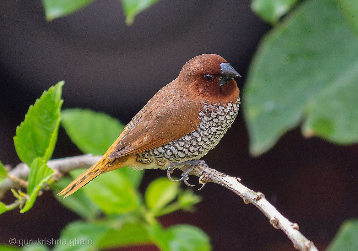 Scaly-breasted Munia  Lonchura punctulata,Scaly-breasted Munia