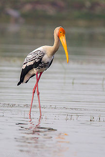 The Painted Stork  Geotagged,India,Mycteria leucocephala,Painted Stork
