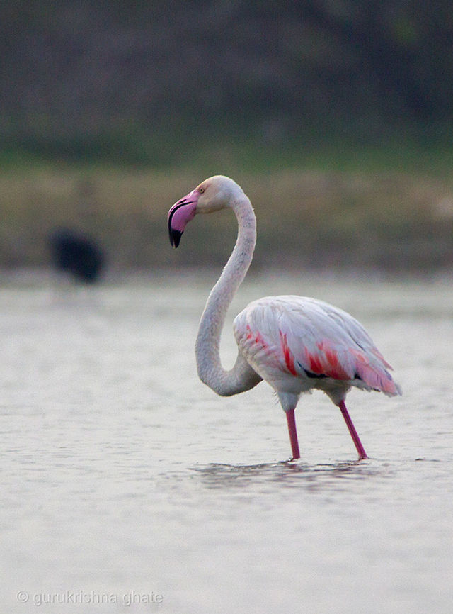 The Greater Flamingo  Geotagged,Greater Flamingo,India,Phoenicopterus roseus