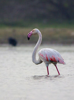 The Greater Flamingo  Geotagged,Greater Flamingo,India,Phoenicopterus roseus