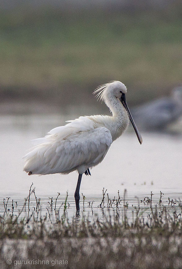 The Eurasian Spoonbill  Eurasian Spoonbill,Geotagged,India,Platalea leucorodia