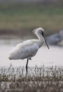 The Eurasian Spoonbill  Eurasian Spoonbill,Geotagged,India,Platalea leucorodia