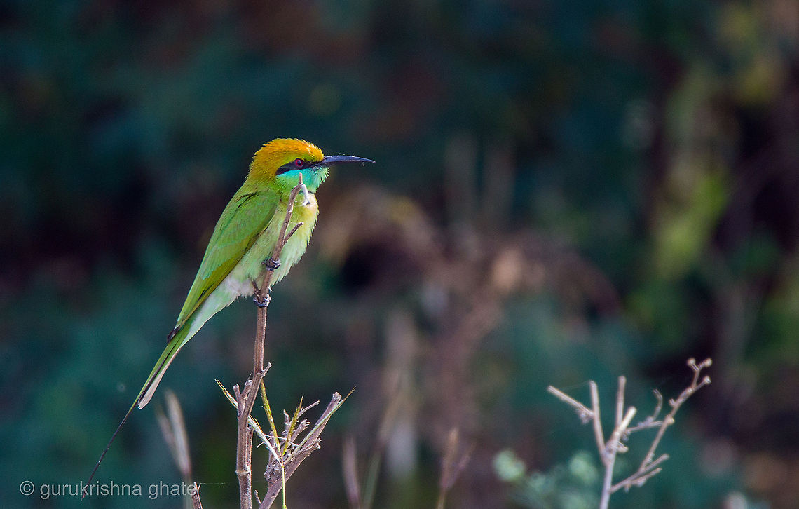 The Green Bee-eater  Geotagged,Green Bee-eater,India,Merops orientalis