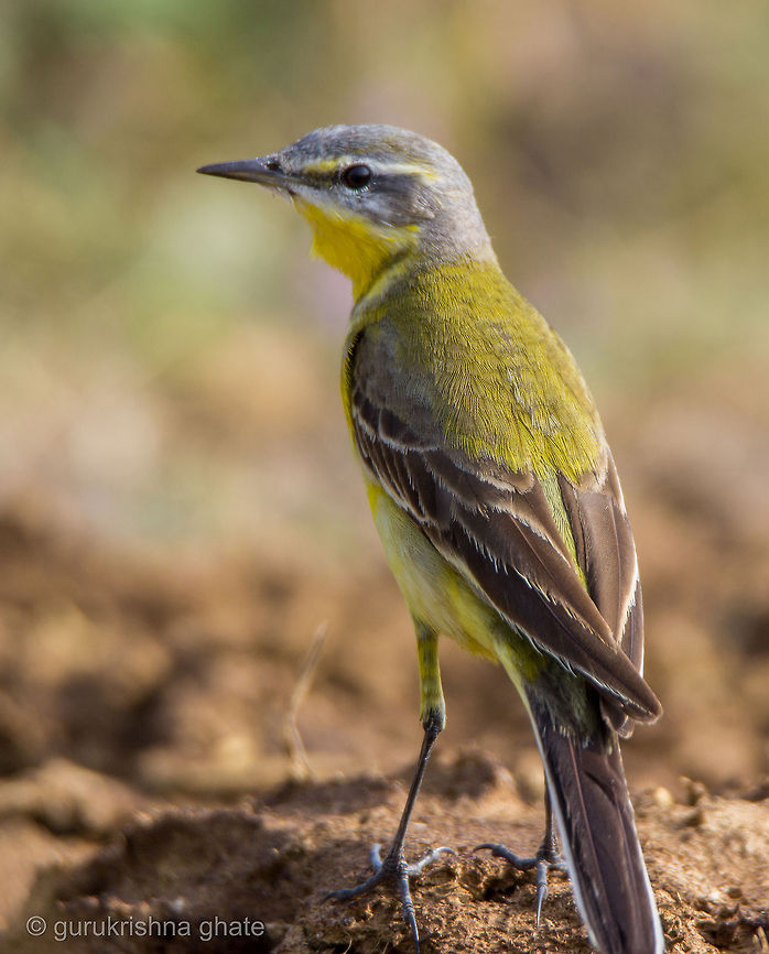 The Grey wagtail  Geotagged,Grey wagtail,India,Motacilla cinerea
