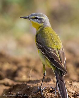 The Grey wagtail  Geotagged,Grey wagtail,India,Motacilla cinerea