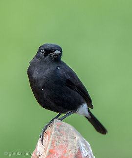 The Pied Bush Chat - Male  Geotagged,India,Pied Bush Chat,Saxicola caprata