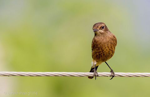 The Pied Bush Chat - Female  Geotagged,India,Pied Bush Chat,Saxicola caprata