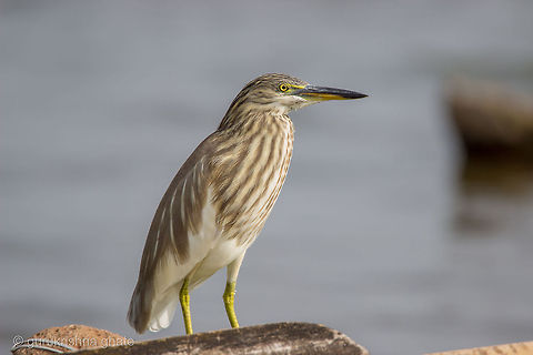 The Indian Pond Heron  Ardeola grayii,Geotagged,India,Indian Pond Heron