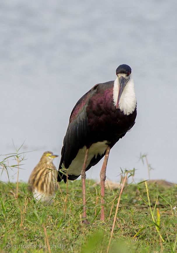The Woolly-necked Stork  Ciconia episcopus,Geotagged,India,Woolly-necked Stork