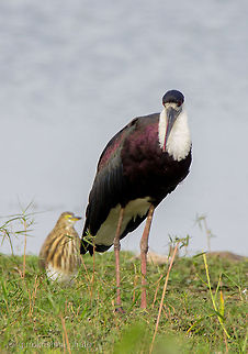 The Woolly-necked Stork  Ciconia episcopus,Geotagged,India,Woolly-necked Stork