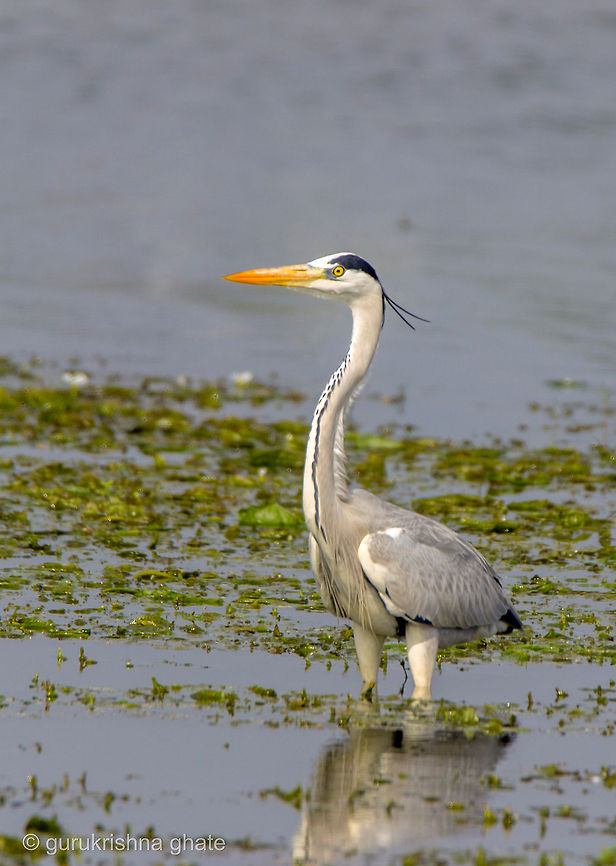 The Grey Heron  Ardea cinerea,Geotagged,Grey Heron,India